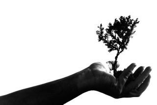 Graphic with hand holding tree