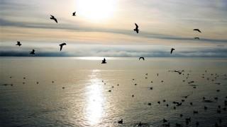 birds flying over the ocean