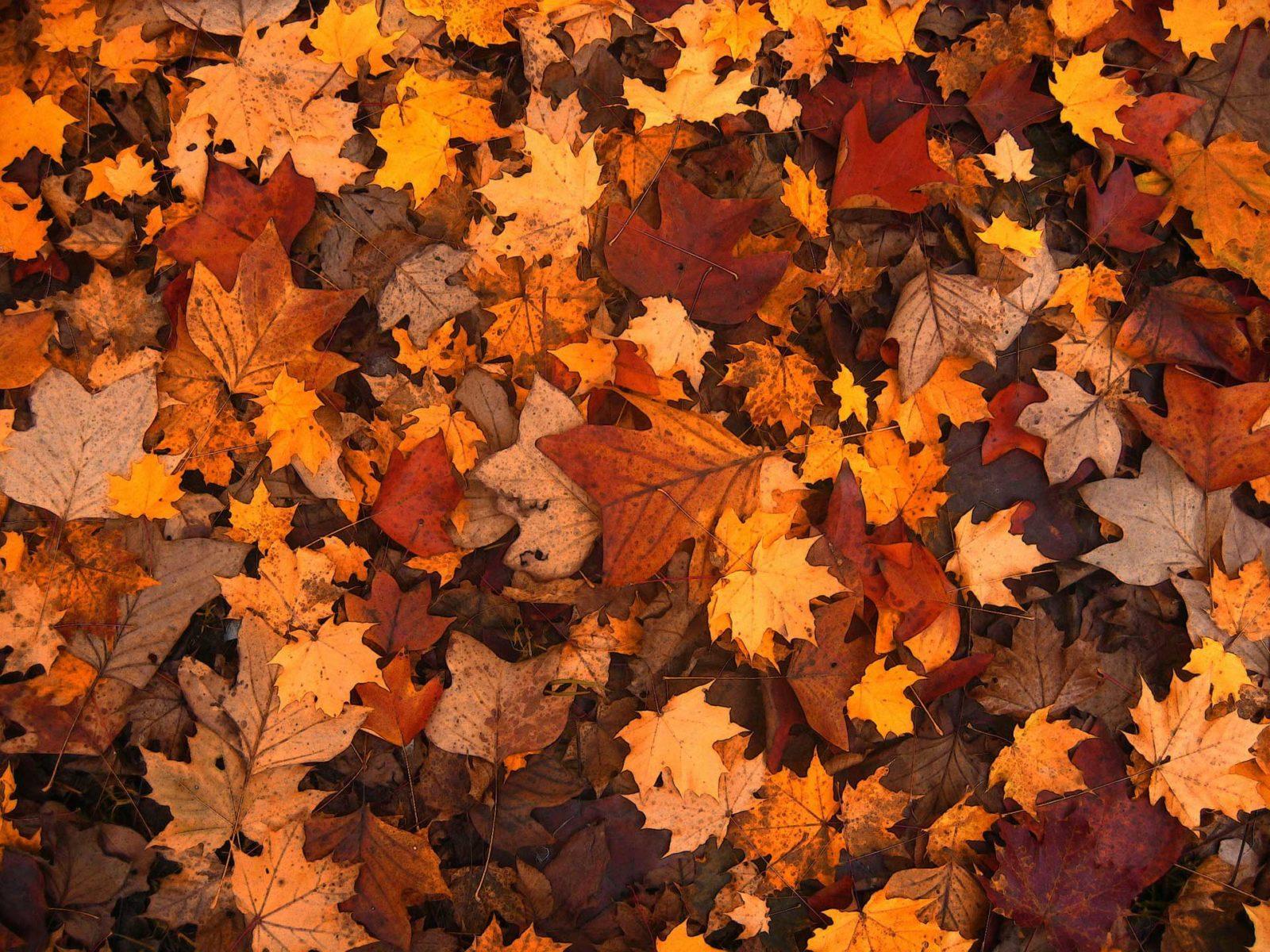 Autumn Leaves