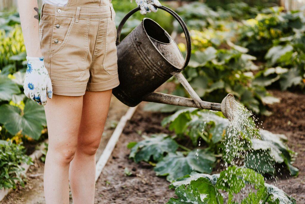 person using watering can to water plants